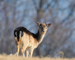 Young fallow deer graze on the rest of last year's grass. Wind it has not yet produced any report.
