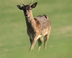 This young fallow deer come to look at me in the grass entirely. Lacking experience. This time, harmless photographer, next time will be surely wiser.