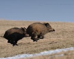 When I walk cross the White Capratians hills wild boar run wild boar from the forest and rush through the meadow away from the lens.
