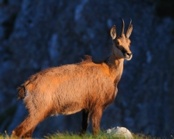 Before begin chamois herd grazed, old one checked territory