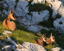 Peace reigned on the small steep cliffs meadow. Chamois mother have only sleepily supervise your cubs.