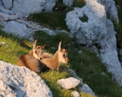 How plush toys are the two small chamois cubs.