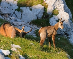 Morning room on a rocky projection alpine meadows. Chamois mother be heated with her cubs in the first warm rays after a cold spring night.