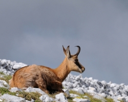 Chamois are always close to heaven, they are charming creatures.