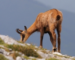 Alpine meadows crate reech offer of aromatic herbs for chamois.