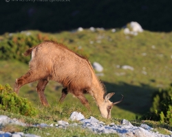 In the valley is still dark, but on the top are chamois grazing on the the dewy grass in the first rays of the sun.