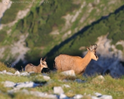 Young chamois explores fabulous mountain world around. Every day in the Alps brings him a lot of surprises.