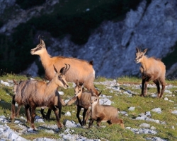 Photo captures family of the chamois in the early morning games.