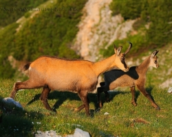 Chamois are active in the morning and look for fragrant herbs to dazzling alpine meadows.