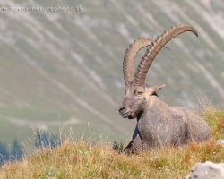 Alpine ibex from Le Vanil Noir, the jewel of the swiss Pre-Alps. The dominant male guarding a herd seen from the elevated site high above the landscape.