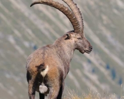 Alpine ibex from Le Vanil Noir, the jewel of the swiss Pre-Alps. The dominant male guarding a herd seen from the elevated site high above the landscape.