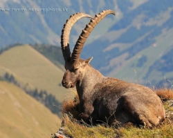 Alpine ibex from Le Vanil Noir, the jewel of the swiss Pre-Alps. The dominant male guarding a herd seen from the elevated site high above the landscape.