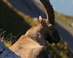Alpine ibex from Le Vanil Noir, the jewel of the swiss Pre-Alps