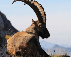 Alpine ibex from Le Vanil Noir, the jewel of the swiss Pre-Alps