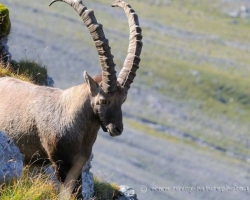 Alpine ibex from Le Vanil Noir, the jewel of the swiss Pre-Alps