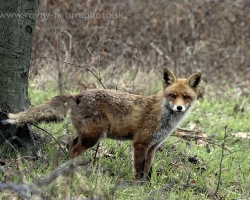This fox cross my wandering path in the Little Carpathians. She was so impressed by any trace of that came a few steps before she saw me.