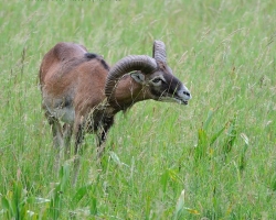 This mouflon in the morning grazing near my hiding on grass meadow of the Little Carpathians.