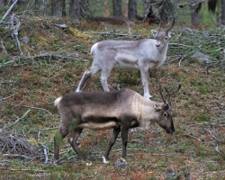 Interestingly, according to information received from natives are this wonderful animals living in most of Norway and Sweden only in captivity or semi-wild. Enough specimens / as thouse on the photo / are still wandering through the nature, but are usually identified and registered. This we saw from the car. They allow us to come relatively close. Completely wild animals are generally only in the parks. But we are not lucky to meet them there and take photos.