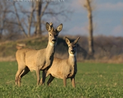 Roe deer couple viewing a monster lying in a field (me) in their vicinity.