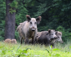 Wild boar are usualy concentrated in the group. Exceptions are old males who are loners.