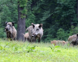 Herd of the wild boar on the meadow