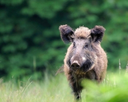 Carefuly watching this wild boar its territory. Perhaps feels that there is no danger for it.