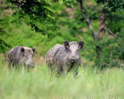 The leading wild boar followed the whole flock, one by one.