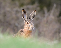 Meeting with the brown hare on the Carpathian meadows delight, because it is not so common here. For him are here are so many enemies.