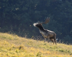 And there is October with fantastic colors. Golden meadows and red forests. Faded deep bass voices of red deer and share with voices of falow deer.