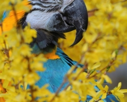 I am Blue and Gold Macaw with own name Leonard and I fly freely in the garden. In the the curls of golden rain, I feel wonderful.