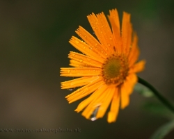 Mountain arnica photographed just after rain, when the raindrops as tears trickling down.