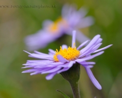 Beautiful purple Alpine aster flover from Alpine meadows knows almost everyone. Its purple and yellow colors attracted insects.