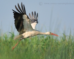 Feel the power and majesty of the white stork wings. Their range reaches almost two meters.