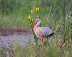 This photo of white stork enriched yellow irises / Iris pseudacorus /, which in this period shine in wet places in inundation as gems.