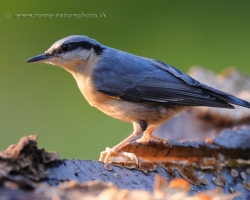 Running around beech stump at the sunset light lookong this Eurasian Nuthatch for food.