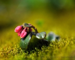 As from the green feather bed rises from the moss this small crenberies stub.