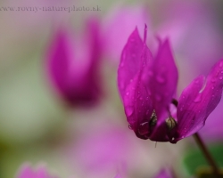 Cyclamen photo is from Triglav lakes valley after heavy rain wchich is on the mountains not rare.