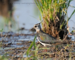 Northern Lapwing entertain shallow recessons in the inundation of the River Morava with distinctive sound and loud expressions flitting.