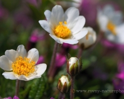 Cheerfully "jumping" on alpine meadow white flowers of Mountain avens.