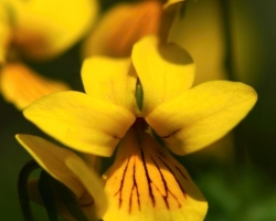 This beautiful Alpine Yellow-violet.I shot in the Austrian Alps.