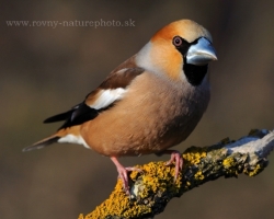 Beautiful are pastel color transitions of Hawfinch.