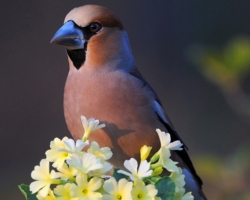 Hawfinch sat on the primrose. His natty cream-colored clothing is in contrast with a bright color of primrose.
