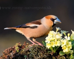 Hawfinch and the primrose, or two garden gems.