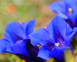 Who goes to the mountains, surely knows this unforgettable sky-blue gentian. From its flower breathes pure air of peaks, dew and cold brooks and blue sky.