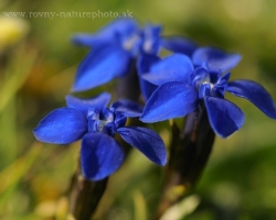 Beutiful small species fo gentian. Photo is from Austian Alps.