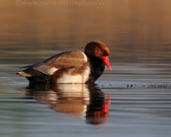 Red-crested Pochard admires their colors on the surface of Lake Neusiedl.