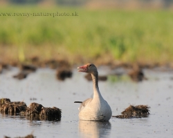 Greylag goose is a beautiful inhabitant of inundation of the river Morava. During spring months use peaceful tieme until the spring hunting guns are silent.
