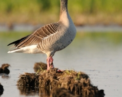 Very careful should be Graylag goose in the dangerous area of Morava river inundation.