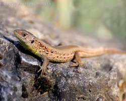 On the hot stone at the evening spend its time the young sand lizard.