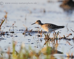 Picture shows Wood Sandpiper, our typical transmigrant, looking for food during stop on the shallow waters in the Morava river floodplain area.